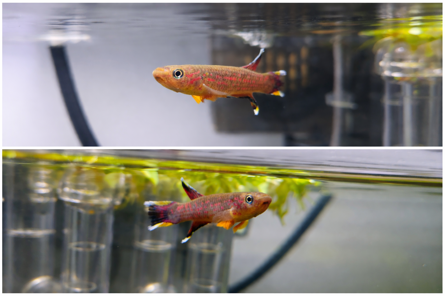 Sekcja Akwarystyczna II LO